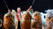 Tabayara “Taba” Maluenda is the first Latino to be the head animal trainer at Ringling Bros. and Barnum  Bailey Circus since the circus was founded in . Today, he is known as the greatest tiger trainer of our time.